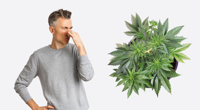 Запах конопли