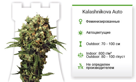 Kalashnikova Auto от Green House Seeds