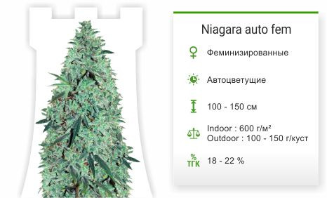 Niagara auto от Doctor’s Choiсe