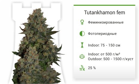 Tutankhamon от Pyramid Seeds