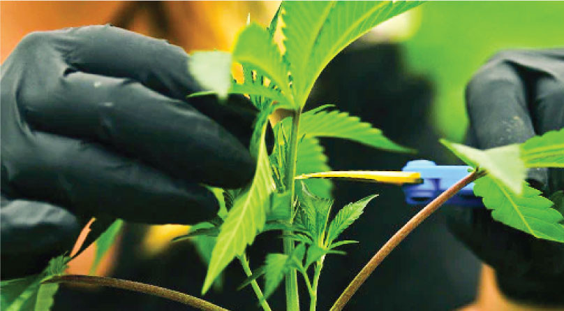 Обрезка каннабиса